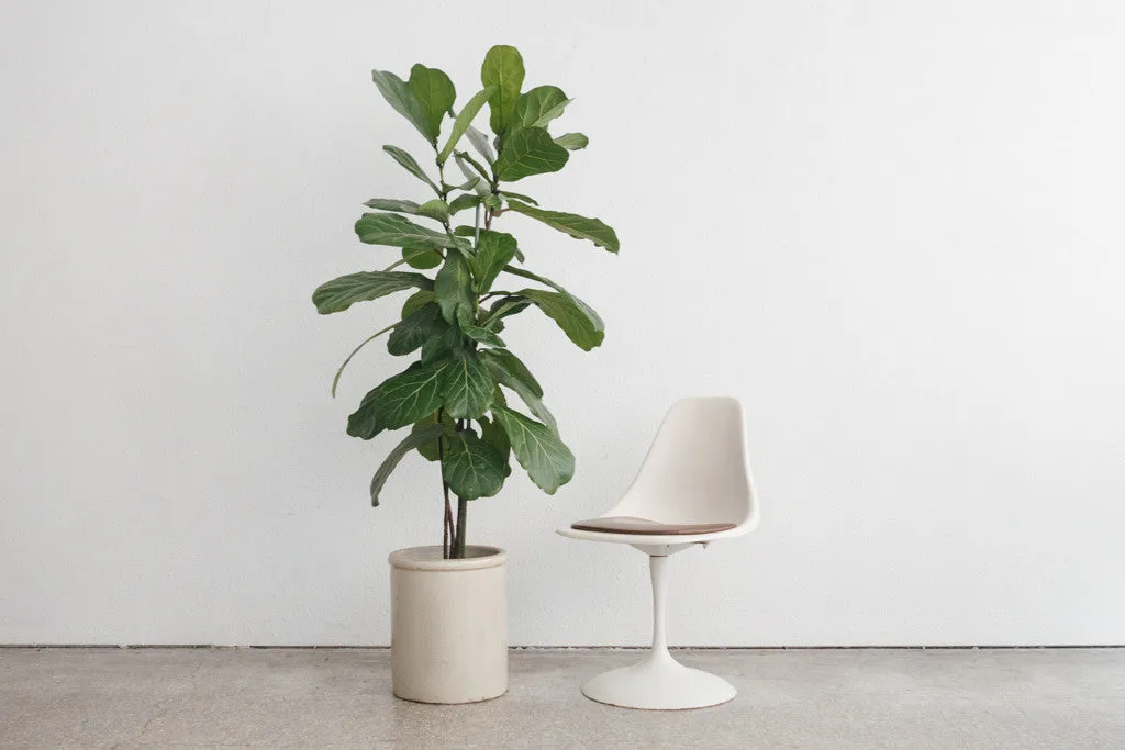 MC Tulip Chairs